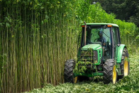 Qué es el cáñamo (hemp) y en qué se diferencia de la marihuana