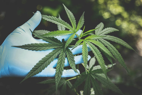 Celebremos el 4/20 y el Día de la Tierra: Unión entre Cannabis y Sostenibilidad - CBD Life