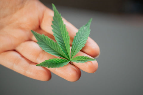 gotas cbd