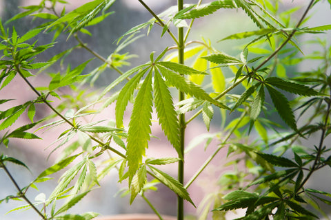 De dónde viene el CBD: la planta de cáñamo y su historia