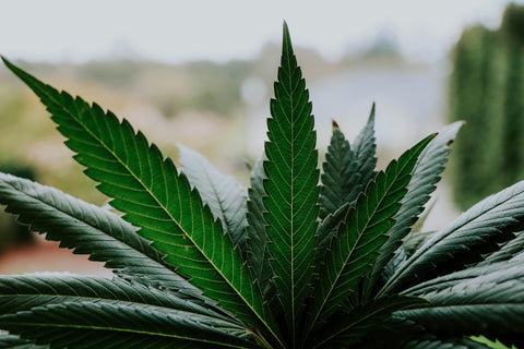 Es legal el CBD en México