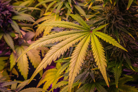  terpenos y qué papel juegan en el cannabis
