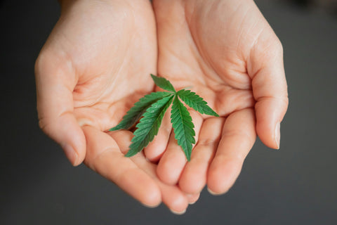 Mitos y realidades sobre el CBD que necesitas dejar de creer