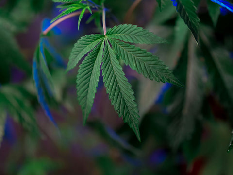 Diferencia entre Full Spectrum, Broad Spectrum y aislado de CBD