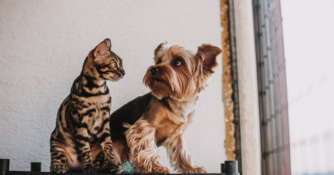 Perro y gato sentados juntos