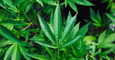 Planta de cáñamo verde, fuente natural del CBD
